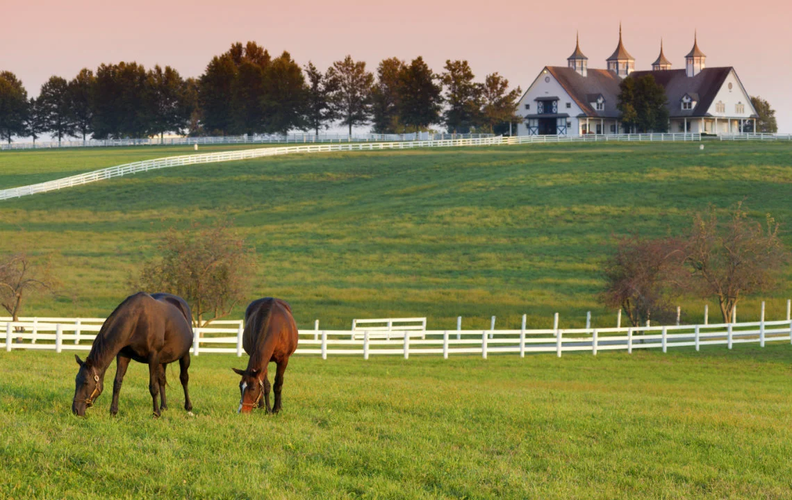 Pasture boarding